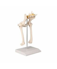 ERLER-ZIMMER VET1060 Animal Anatomical Model